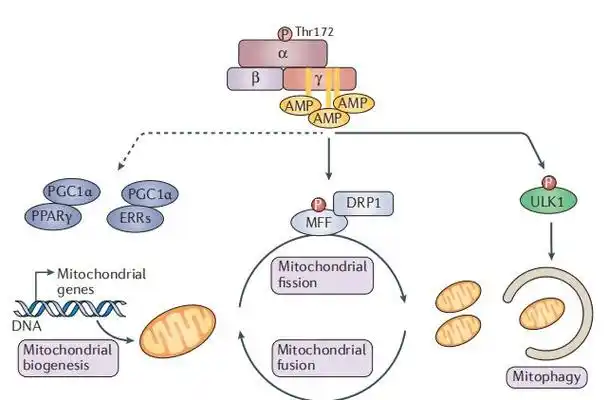 ampk:代谢和线粒体稳态的守护者