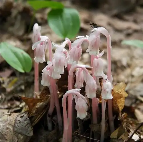 幽灵之花水晶兰