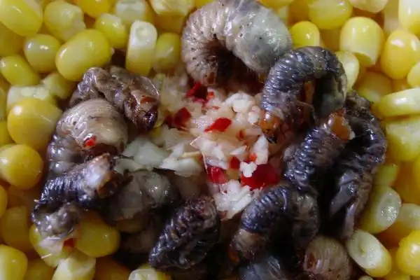 皮肤或毛发,衣物上,当卵孵化成幼虫后穿过正常皮肤而寄生于皮下组织内