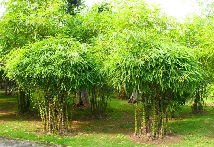 佛肚竹 - 至尊猫 - 至尊猫的猫窝