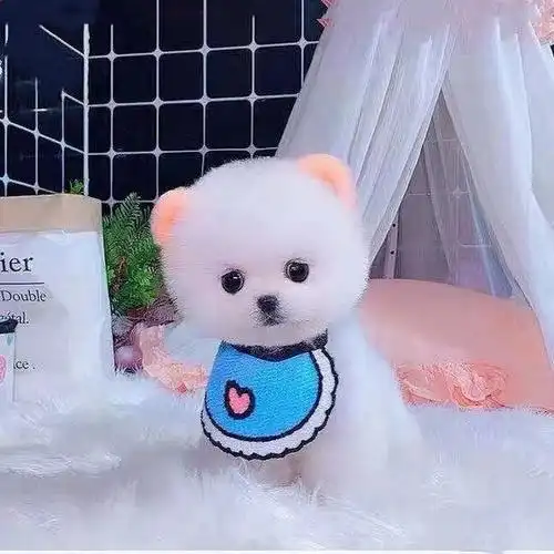 宠物纯种博美幼犬俊介小狗茶杯小型好养不大宠物训练