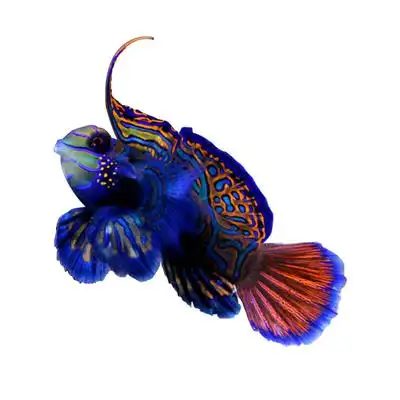 五彩青蛙圆点金翅火麒麟海水珊瑚活体除虫生物鱼