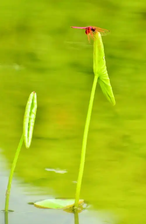 嫩嫩的荷叶是蜻蜓的最爱,那怕是秋天!