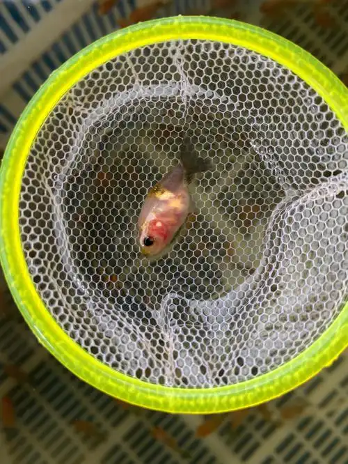 需要精品兰寿苗及交流育苗经验的可以看过来