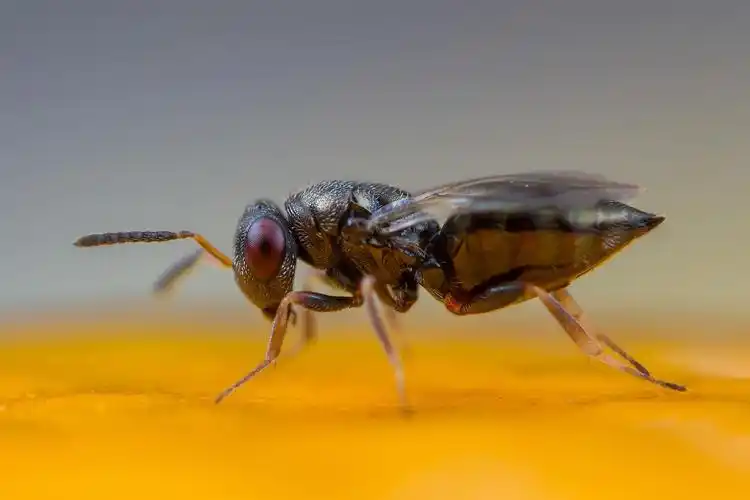 赣南脐橙里的寄生蜂(4~5x放大,原大2mm)