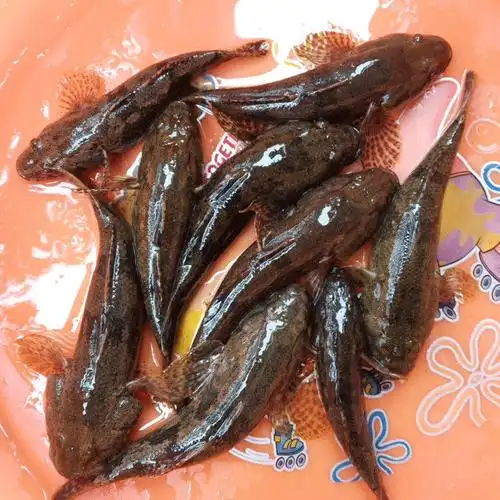 鱼笋壳鱼小河生态塘鳢鱼土步鱼虎头鱼鲜活现杀 呆子鱼【20-25条一斤】