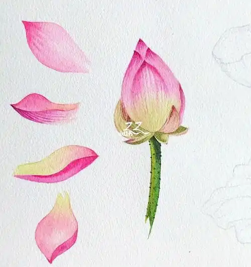 我和风熏手绘画画的日子荷花花瓣小练习