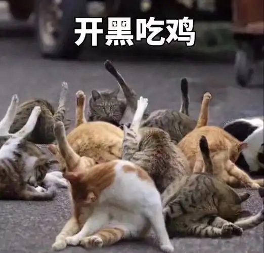开黑吃鸡(猫咪)