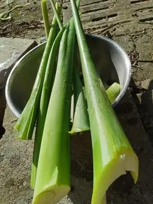 腌制酸广菜(芋檬,叶用芋)酸芋苗的做法 步骤2