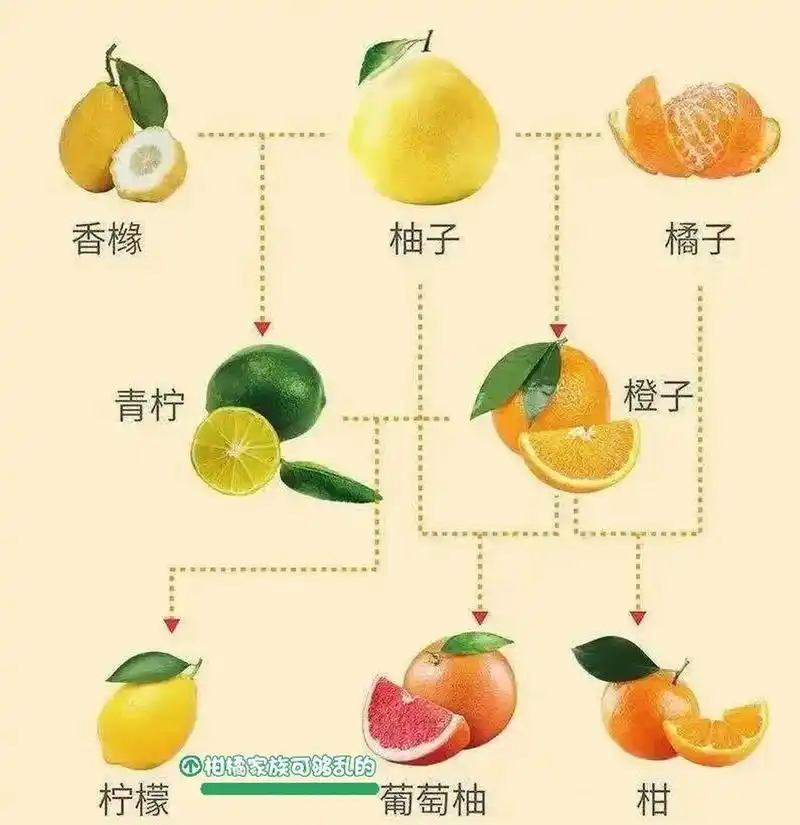 柚子,橙子,橘子92,柠檬93之间的关系 柑橘家族中有着奇妙的"亲属