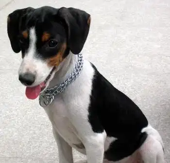 短毛太仓小猎犬(动物)抓野兔,激飞野鸡,抓刺猬,也