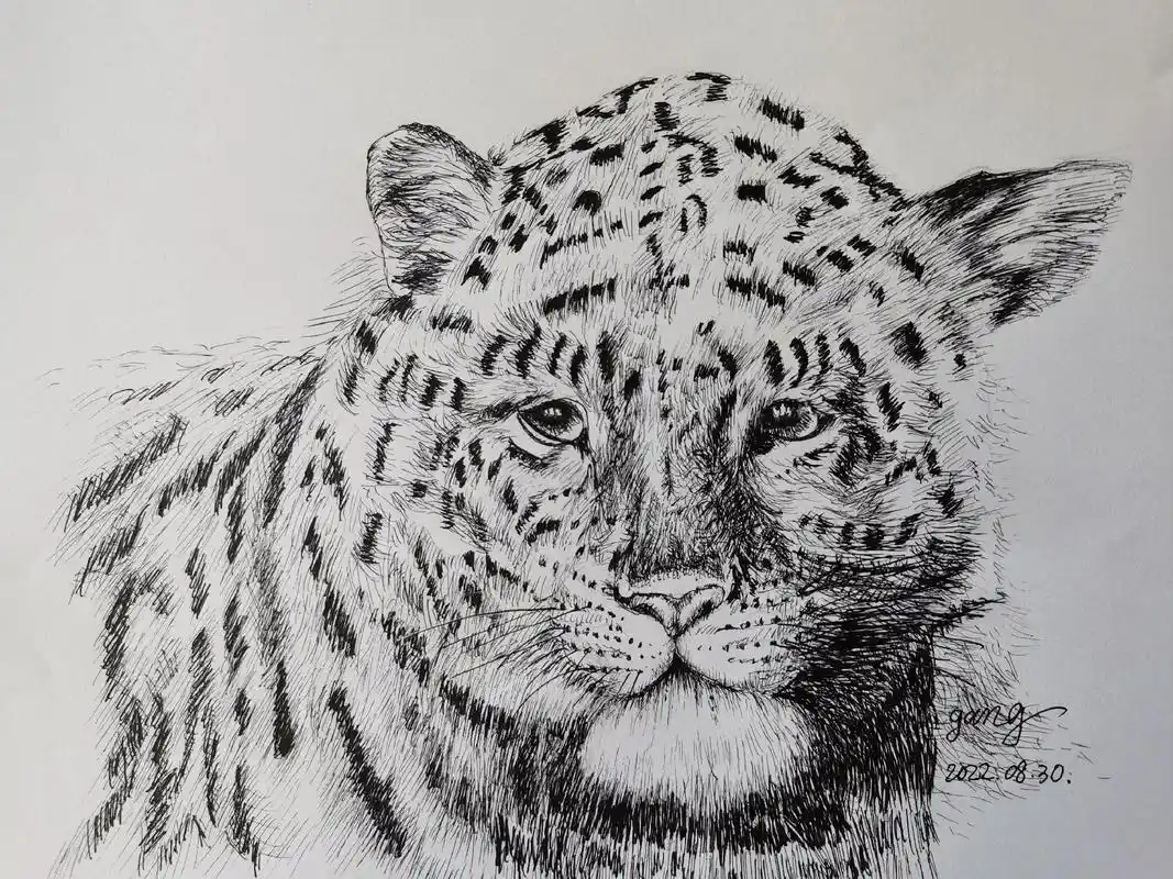 绘画生活——新钢钢笔画.动物头像系列(豹子)#动物世界 #豹 - 抖音