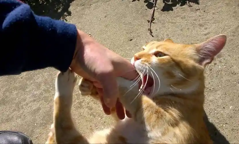 猫咪咬人的4个原因被咬疼了还是爱吗