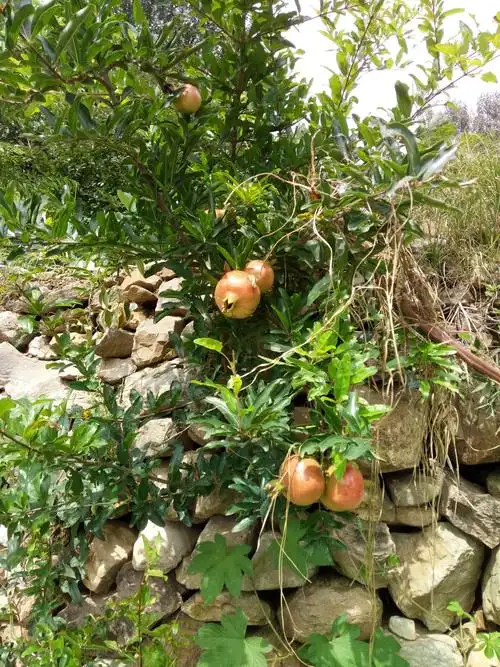在山上长在石头缝隙里的石榴,不得不感叹生命力的强大
