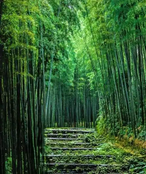 竹,拥有一抹最美的颜色