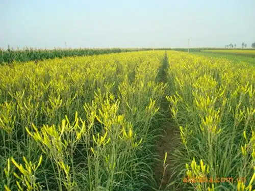 大量销售优质黄花菜