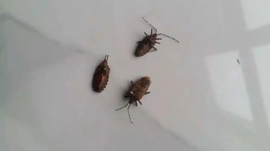 高层新房出现的虫子,怎么来的?