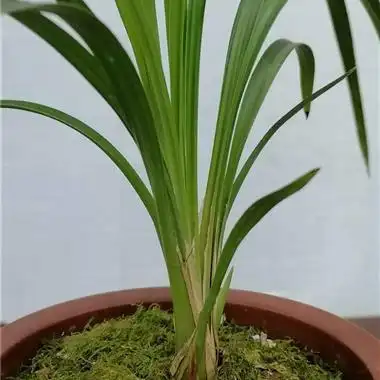 送春- 中国兰花交易网