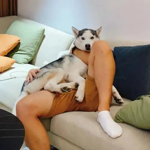 狗头人身完美契合