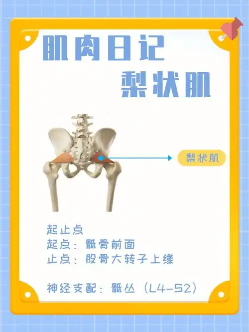 肌肉日记之梨状肌