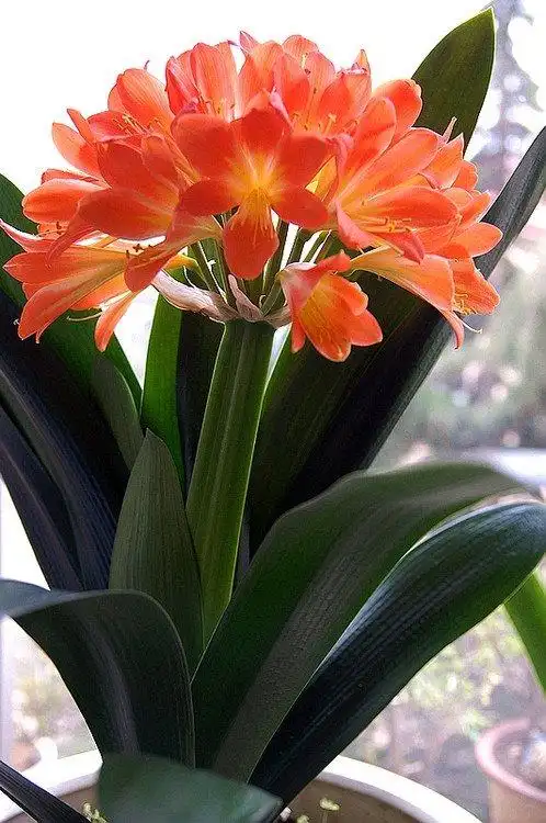 君子兰12.31开花啦.新年新景色好看非常棒