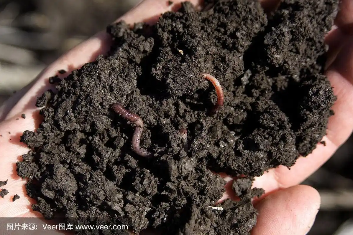 农业土壤中有蚯蚓.