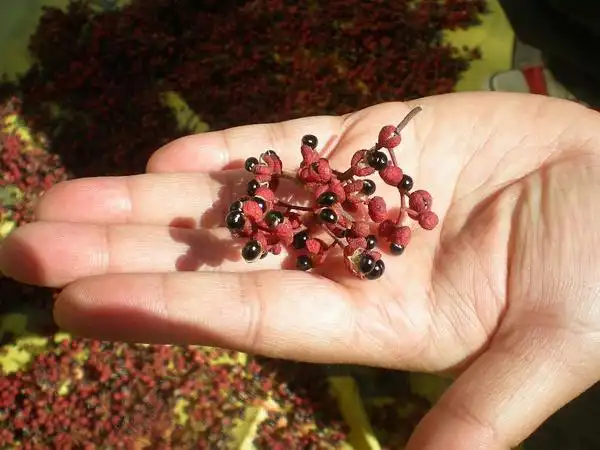 小小一粒花椒,竟是湿气过重的克星!