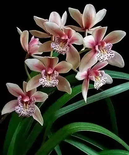 中国十大名花你知道吗