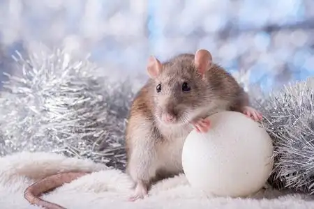 可爱的白色家鼠在新年装饰.2020年的象征是一只老鼠.