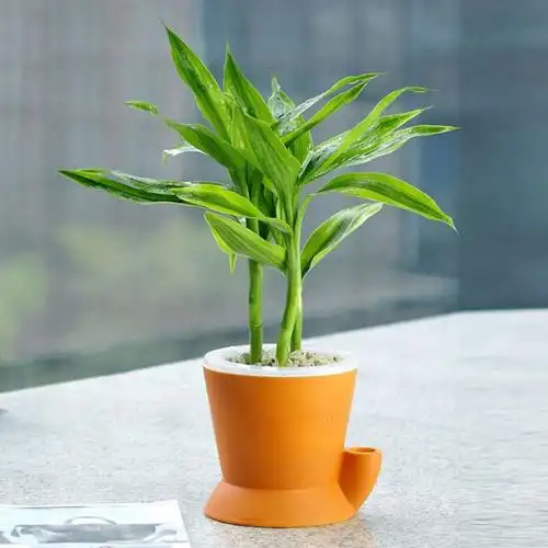 年年有今日,岁岁有今朝——富贵竹盆景