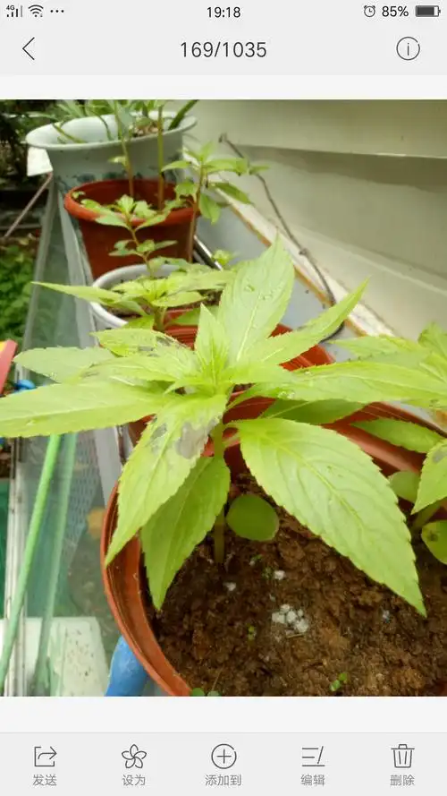 我与凤仙花生长日记