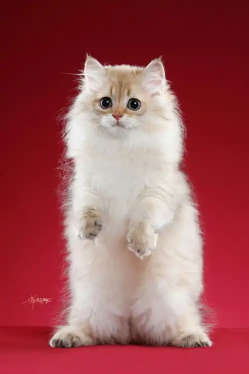 英国长毛猫|摄影|宠物摄影|amyworks赛猫摄影 - 原