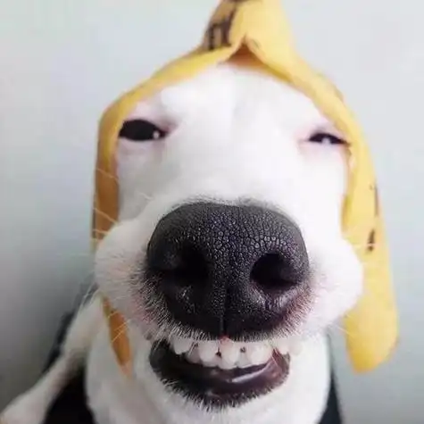 狗头像逗比搞笑