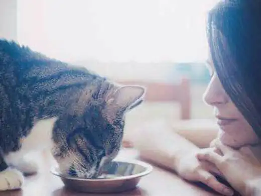 养猫的女生什么性格