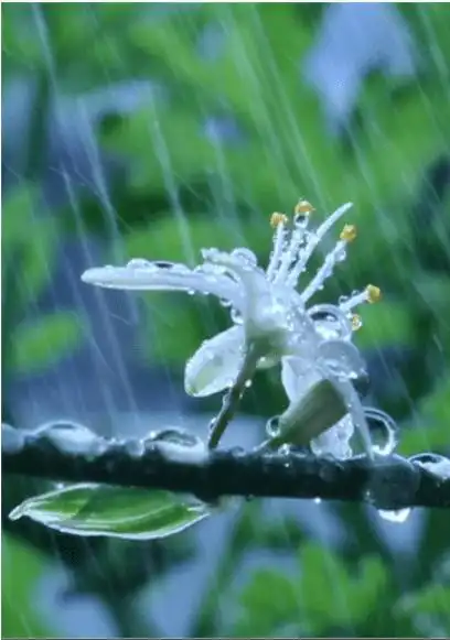 大象笔会 | 听雨