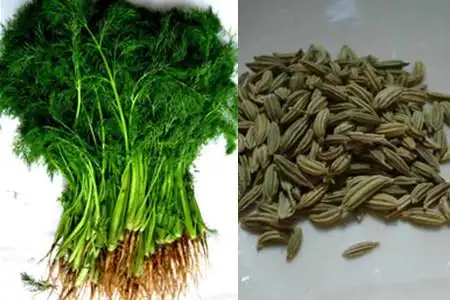 【图】小茴香和孜然一样吗 怎么区分是关键