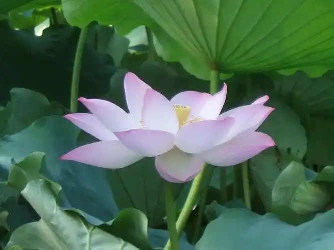 如是人生莲花来比喻什么⊙☆ - 正气男儿 - 正气男儿的博客