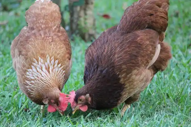 特色家庭农场-天津市东山鹊山鸡养殖专业合作社
