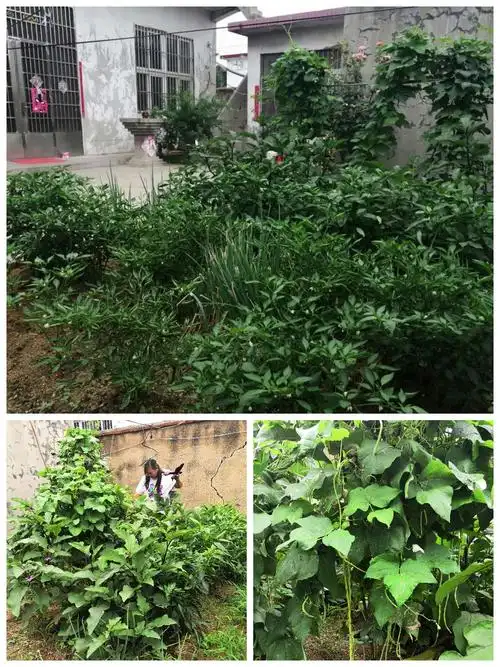 【美邹美家—庭院 】 峄山镇美丽庭院风采秀① - 美篇