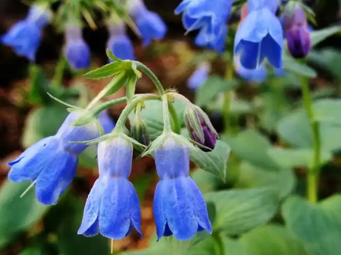 滨紫草 摄影:m. taniguchi