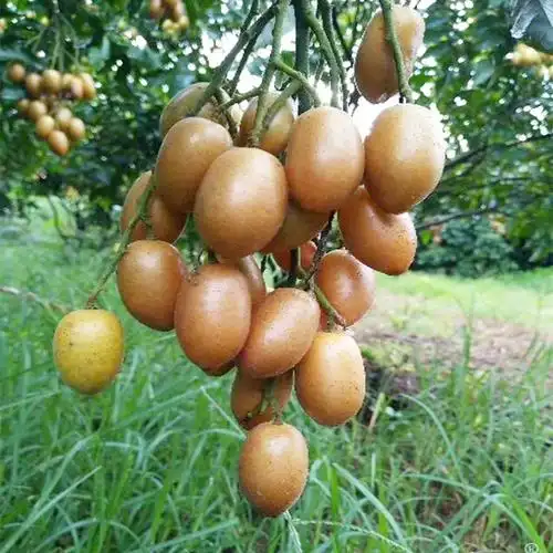 广东皮黄顺丰5斤现摘弹子新鲜黄皮黄冰糖孕妇手机保护套