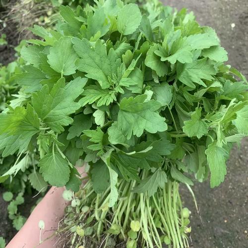 广东潮汕新鲜益母草食用坤草姨妈生理期坐月需要云母草潮汕鲜蔬菜