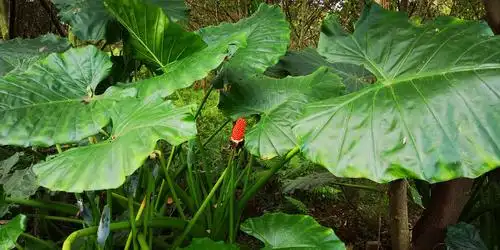 这是海芋头,我是第一次见到.
