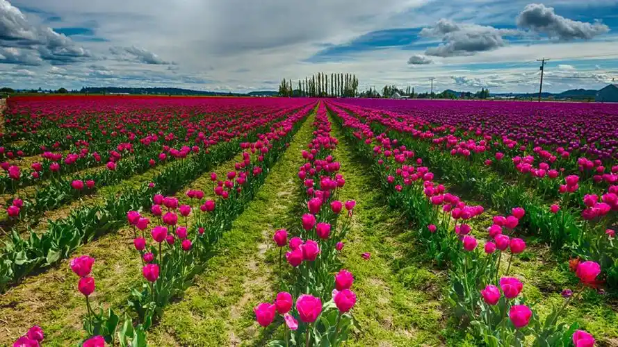 风景鲜花图片 风景图片 鲜花
