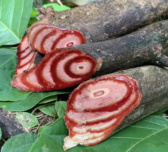 材鸡血藤密花豆农村山区现采原料泡酒泡脚500g 干品2斤装【图片 价格