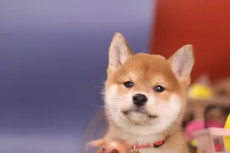 柴犬的价格多少钱一只?_花鸟_市场_宠物