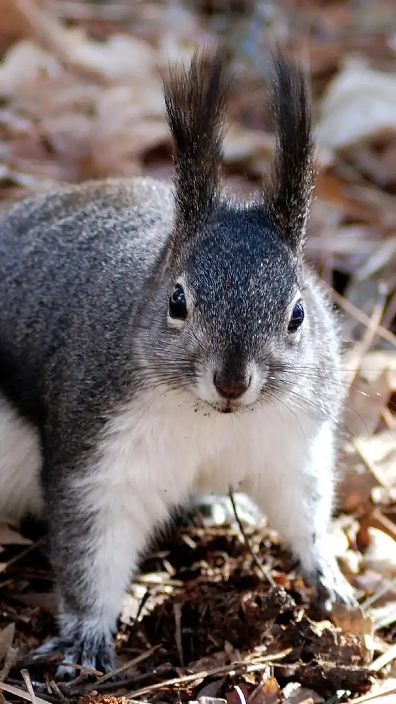 萌萌可爱小松鼠