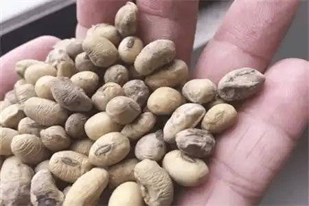 ①将发霉的豆子全都收集起来,放在大锅里用水煮一下,将黄豆完全煮熟.