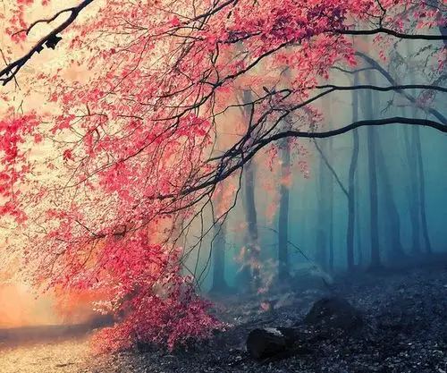 麻烦用过安卓壁纸的来帮忙看一下,这是安卓壁纸的哪个系列