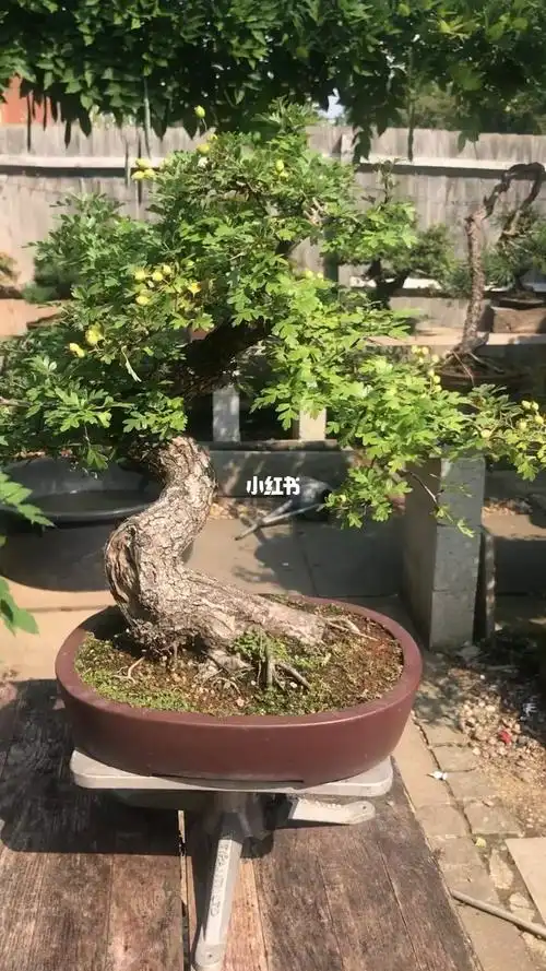 盆景欣赏这是棵山里红